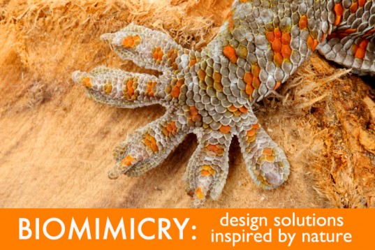 biomimicry-gecko-foot-DreamSmoke