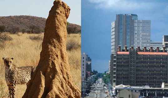 biomimicry-termite-mound-DreamSmoke